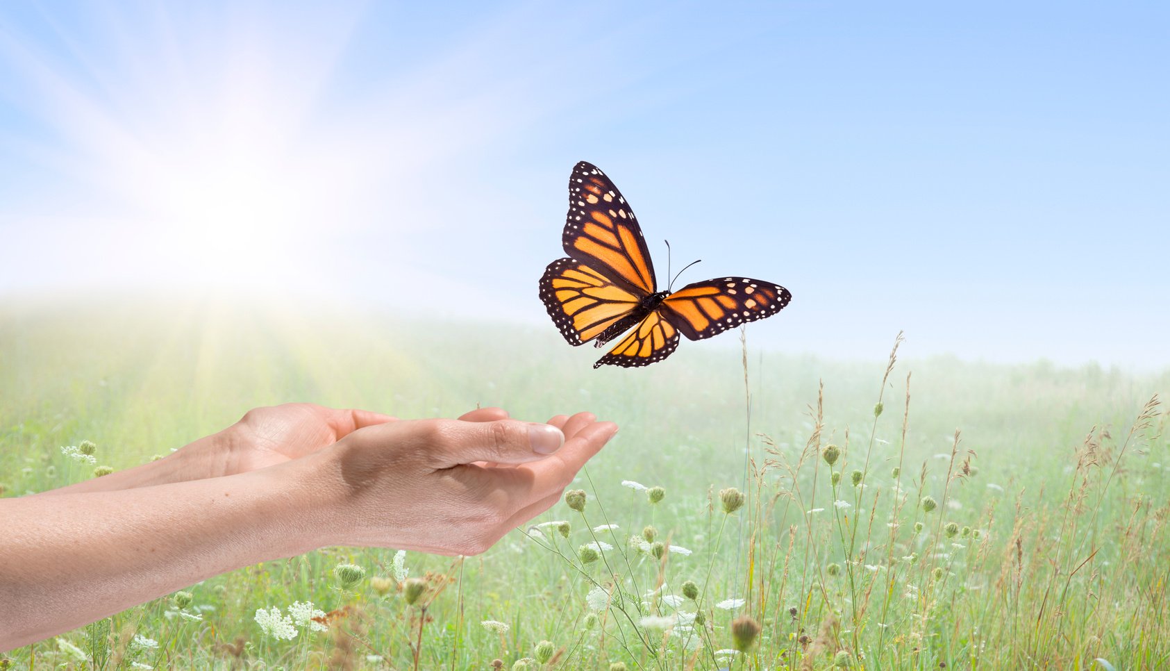 Hands releasing a Monarch Butterfly